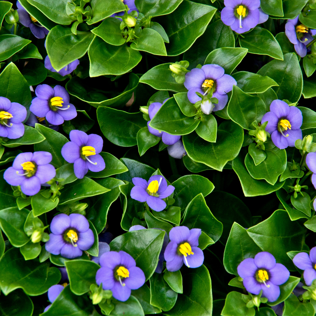 Persian violet top